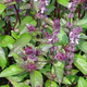 Illustration for article titled About a month ago, I bought a cinnamon basil plant on a whim
